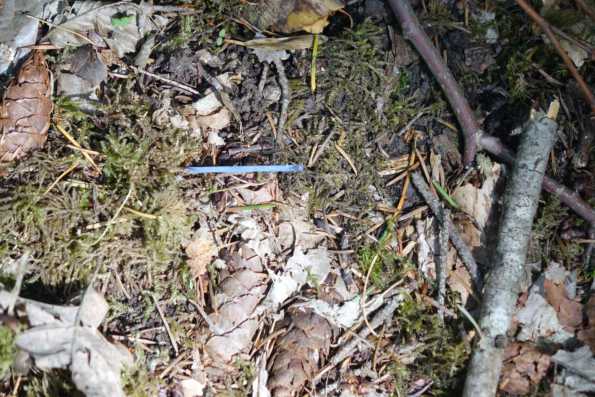 Waldtag 2019 110